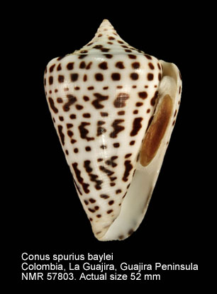 Conus spurius (f) baylei.jpg - Conus spurius bayleiJousseaume,1872